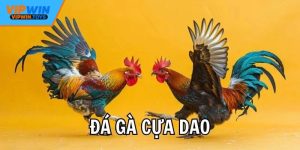 Đá Gà Cựa Dao – Game Cá Cược Hấp Dẫn Và Kịch Tính Nhất