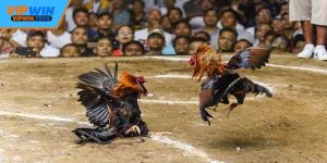 Đá Gà Mạng – Trải Nghiệm Cá Cược Trực Tuyến Sống Động