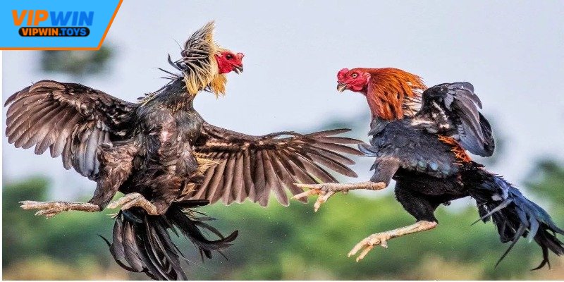 Đá gà Vipwin có lượng người chơi đông đảo, sôi động