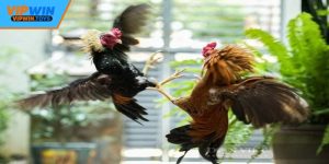 Luật Đá Gà – Quy Tắc Quan Trọng Cần Biết Khi Tham Gia